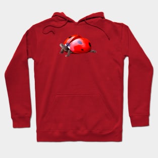 TurtleBug Hoodie